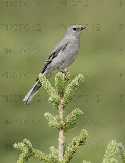 Townsend's Solitaire (Myadestes townsendi) perched on a branch, British Columbia, Canada