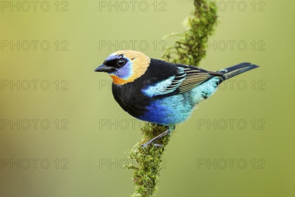 Golden-hooded Tanager (Tangara larvata) adult resting on a mossy branch outside rainforest, Alajuela, Costa Rica