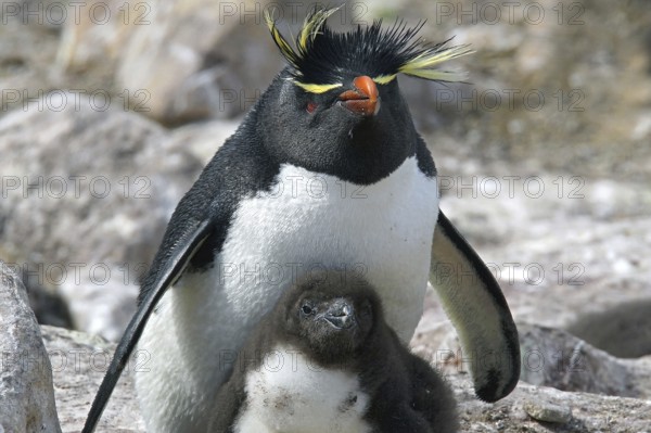 Animals, mammals, penguin, penguin, rock penguin with chicks, Falkland Islands, Antarctica
