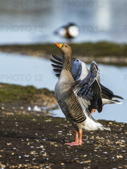 Greylag Goose, Anser anser, bird in flight over winter marshes