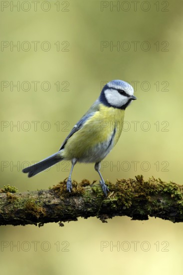 Pimpelmees, Blue tit, Cyanistes caeruleus