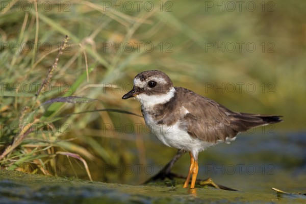 Ringed Plover, (Charadrius hiaticula), wading bird, plover family, Raysut, Salalah, Sohar, Oman