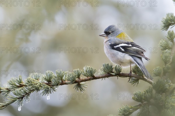 Atlas Chaffinch - Afrikanischer Buchfink - Fringilla coelebs ssp. africana, Morocco, adult male