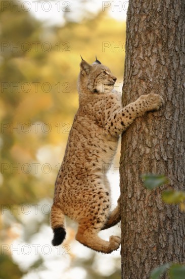 Eurasian Lynx (Lynx lynx) adult climbing a tree, North Rhine-Westphalia, Germany