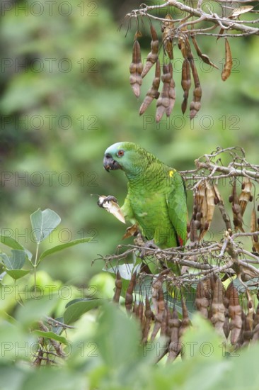 Blue-fronted Amazon (Amazona aestiva) perched on a branch in Bolivia, South America