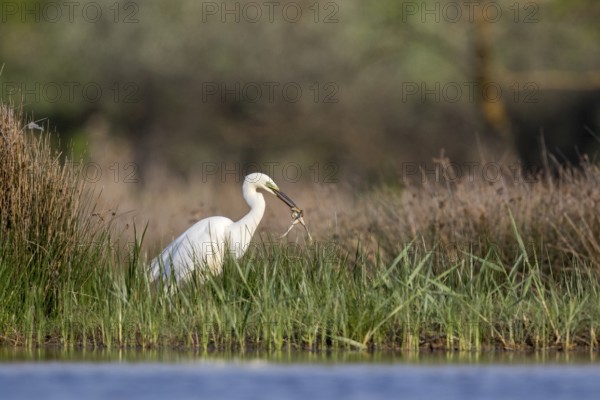 Great Egret (Ardea alba) foraging in reedbed, Romania