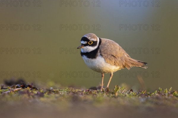 Little Ringed Plover (Charadrius dubius), North Rhine-Westphalia, Germany