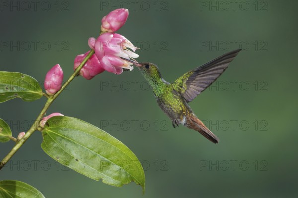 Rufous-tailed Hummingbird (Amazilia tzacatl), Costa Rica