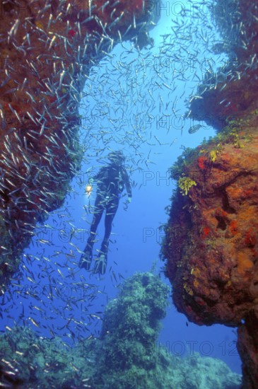 Shoal of spikefish (Atherinomorus stipes) in front of column canyon of stony corals (Acropora) in coral reef, Caribbean, Barrier Reef Tongue of the Ocean, New Providence, Bahamas