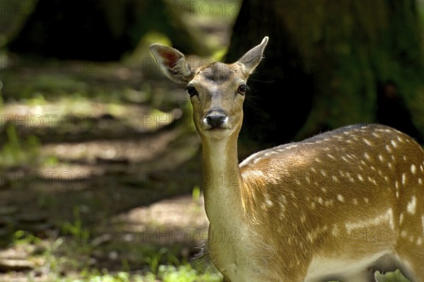 Fallow deer (Dama dama), female fallow deer standing in the sunny forest, looking into the camera, animal portrait, Poing Wildlife Park, Upper Bavaria, Bavaria, Germany