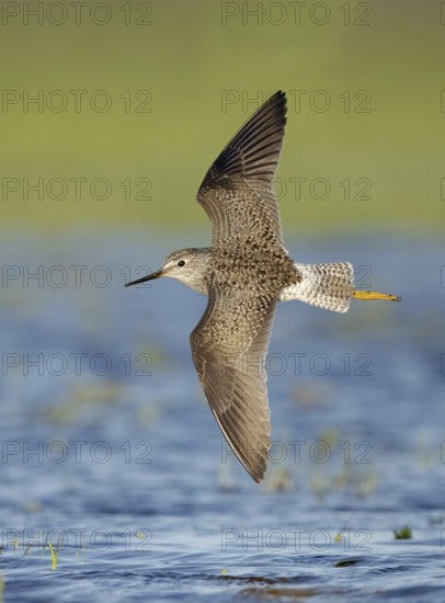Lesser Yellowlegs (Tringa flavipes) flying, Texas, USA