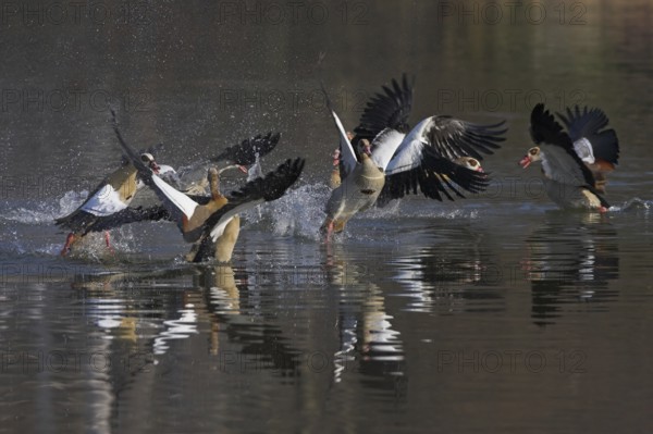 Egyptian Goose (Alopochen aegyptiaca), Baden-Wuerttemberg, Germany
