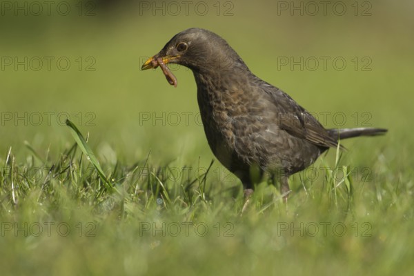 Eurasian blackbird (Turdus merula) adult female garden bird collecting worms in its beak for food from a grass lawn in spring, Suffolk, England, United Kingdom