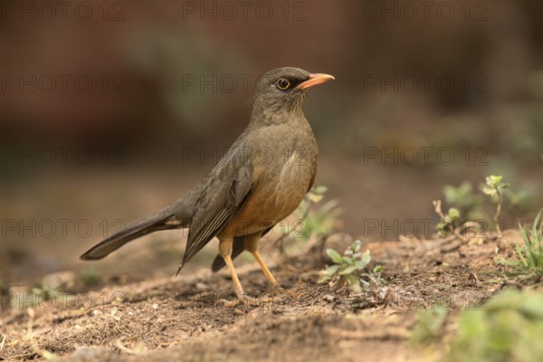 Abyssinian Thrush (Turdus abyssinicus) perched on the ground, Oromia, Ethiopia