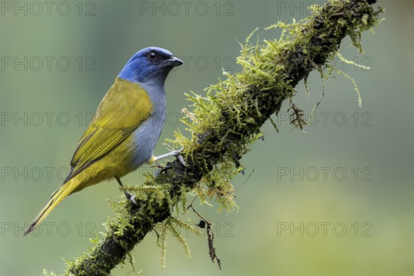 Blue-capped Tanager (Thraupis cyanocephala) perched on a branch in Colombia, South America