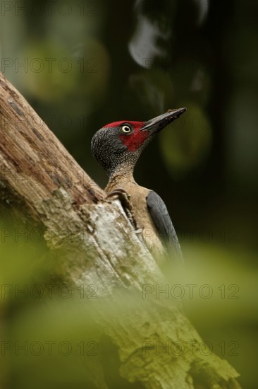 Ashy Woodpecker (Mulleripicus fulvus) male climbing up tree trunk, North Sulawesi, Indonesia