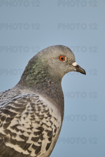 Feral pigeon (Columba livia domestica), portrait, Venice, Italy