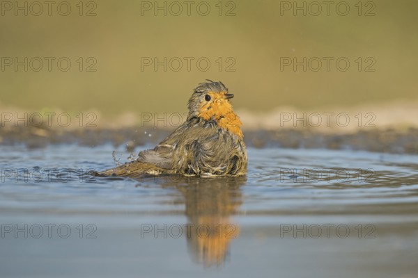 European Robin (Erithacus rubecula) bathing at a waterhole, Aosta Valley, Italy