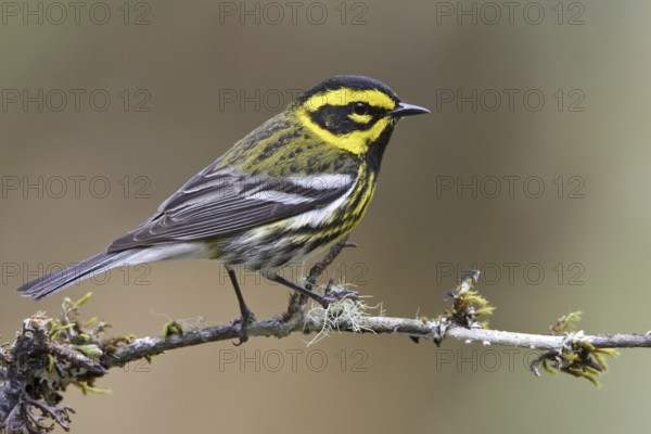 Townsend's Warbler (Setophaga townsendi), British Columbia, Canada