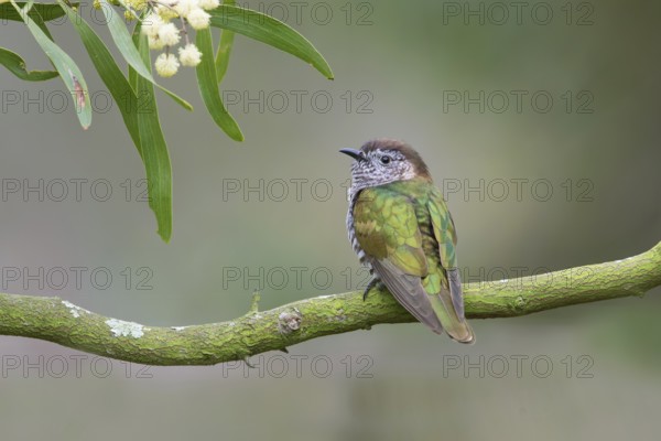 Shining Bronze Cuckoo (Chrysococcyx lucidus), Victoria, Australia