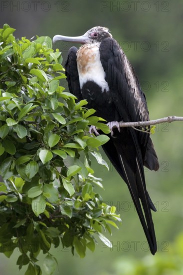 Great Frigatebird (Fregata minor) female, Christmas Island, Australia