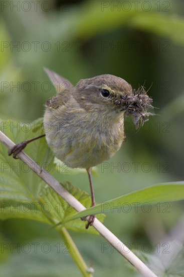 Common Chiffchaff (Phylloscopus collybita), Lower Saxony, Germany