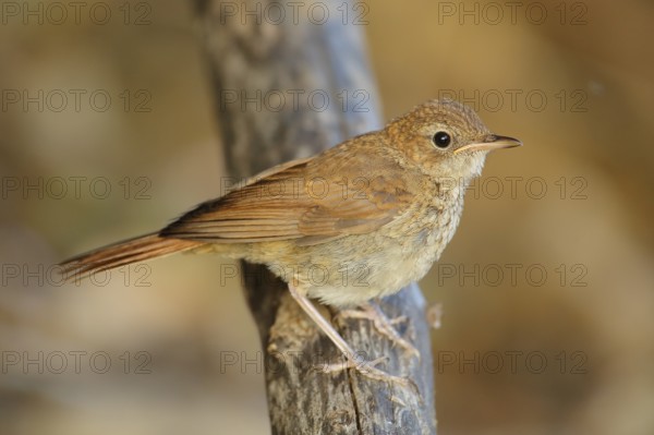 Common Nightingale (Luscinia megarhynchos) juvenile perched on a branch, Andalusia, Spain