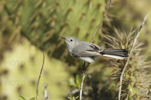 Blue-grey Gnatcatcher (Polioptila caerulea), California, USA