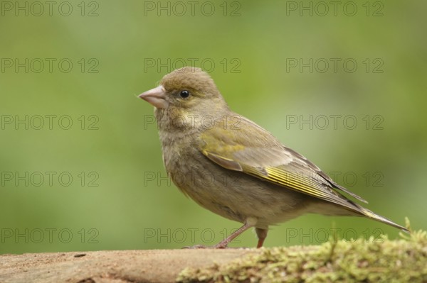 European Greenfinch (Chloris chloris) female singing, Lower Saxony, Germany