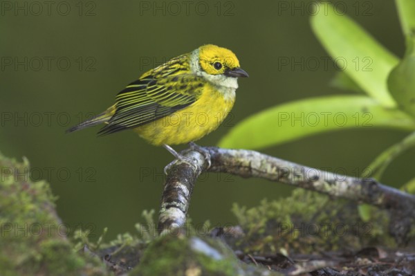 Silver-throated Tanager (Tangara icterocephala), Costa Rica
