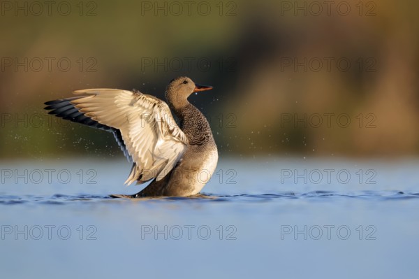 A frieze duck gracefully spreads its wings on the serene waters of Puebla de BeleÃ±a, Spain. The tranquil scene captures the bird detailed plumage and the peaceful beauty of nature