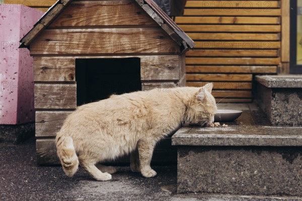 A stray cat enjoys a meal next to a rustic wooden cat house. The setting features textured wood and concrete surfaces, creating a cozy outdoor ambiance
