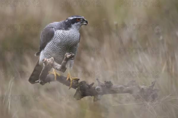 A stunning female European goshawk perched on a branch. Her penetrating gaze and patterned feathers stand out beautifully against a soft, out-of-focus background