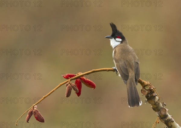 Red-whiskered Bulbul (Pycnonotus jocosus) perched on a twig, West Bengal, India