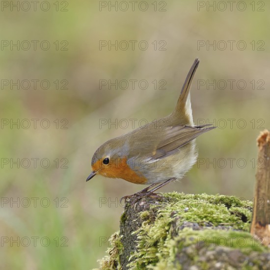 Robin (Erithacus rubecula), on mossy ground in the garden, Wilnsdorf, North Rhine-Westphalia, Germany