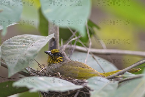 Stripe-throated Bulbul (Pycnonotus finlaysoni) in nest, Kaeng Krachan, Thailand