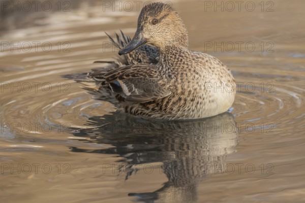 Female Duck Eurasian Tealswim (Anas crecca) sits on the water and observes her surroundings. The reflection of her body is visible on the surface of the water. It is cold and the day is getting dark. Bas Rhin, Alsace, France