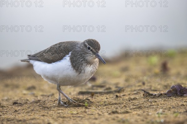 Common Sandpiper (Actitis hypoleucos), North Rhine-Westphalia, Germany