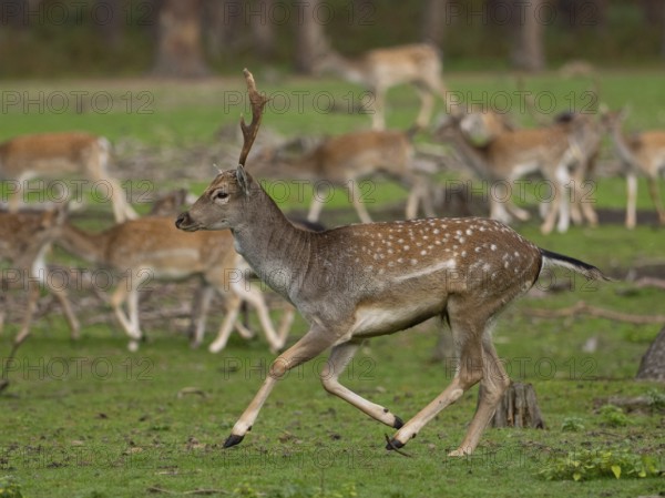 Young fallow deer running, North Rhine-Westphalia, Germany