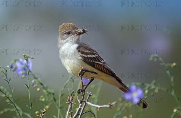 Ash-throated Flycatcher, USA