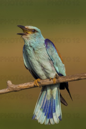 European Roller (Coracias garrulus) male singing, Hajdu-Bihar, Hungary