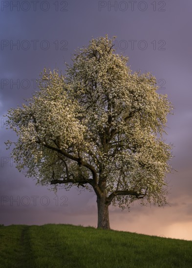 A white blossoming fruit tree in a meadow in spring. Colourful clouds and sunset. Rhine-Neckar district, Baden-Württemberg, Germany