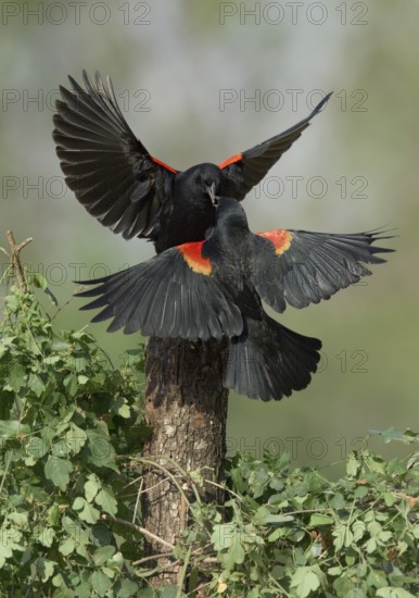 Red-winged Blackbird (Agelaius phoeniceus) two males fighting, Texas, USA