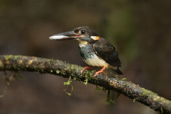Blue-banded Kingfisher (Alcedo euryzona) male perched on a branch with fish prey in beak, Selangor, Malaysia