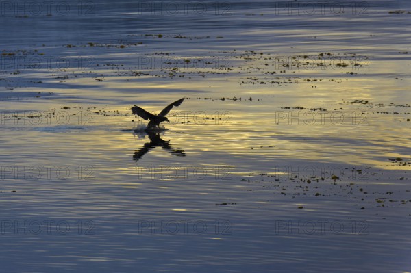 Southern Giant Petrel (Macronectes giganteus), Antarctica