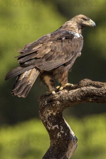 Spanish Imperial Eagle (Aquila adalberti) male perched on a branch, Andalusia, Spain