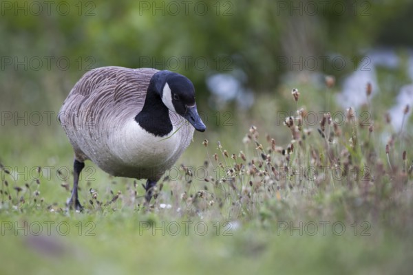 Canada Goose (Branta canadensis) foraging, Newcastle, United Kingdom