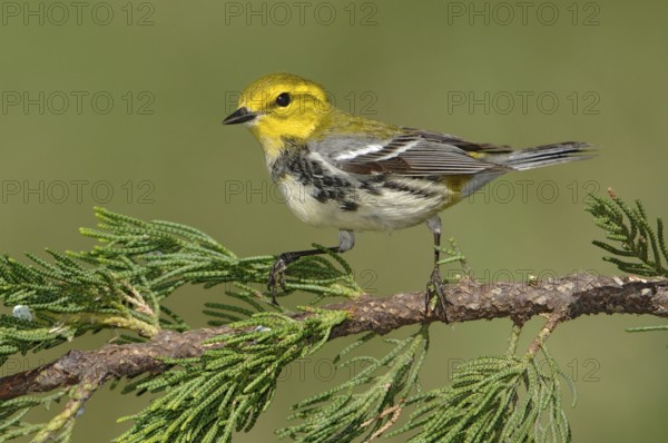 Black-throated Green Warbler (Setophaga virens), Texas, USA