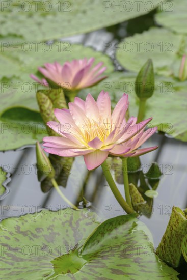 Water lily (Nymphaea 'Albert Greenberg'), Botanic Garden, Federal Republic of Germany