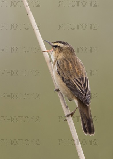 Sedge Warbler (Acrocephalus schoenobaenus) singing in reedbed, Wales, United Kingdom